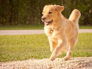 Golden Retriever laufend