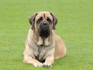 Mastiff