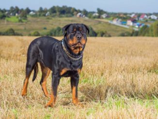 Rottweiler