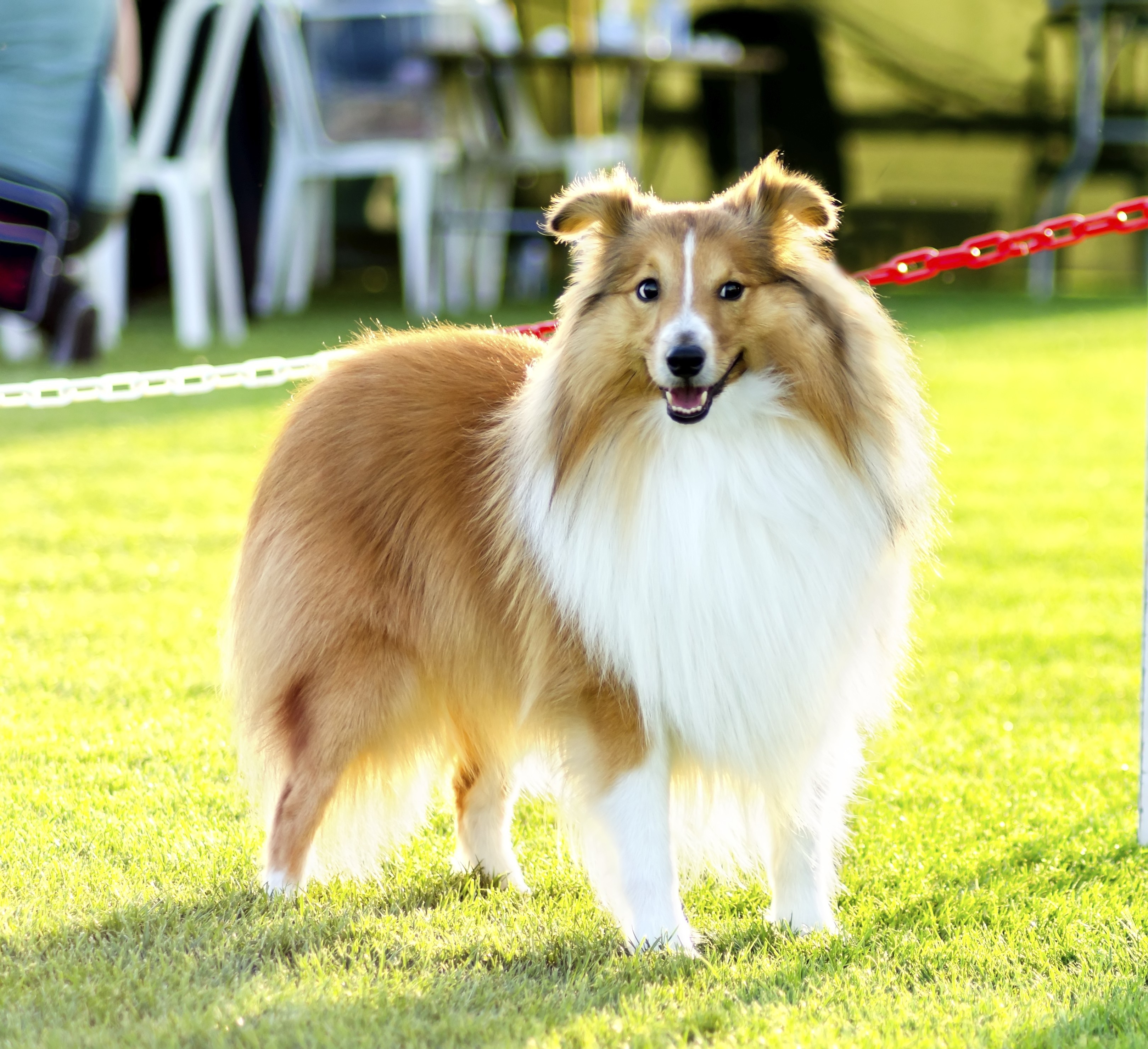 Collection 92+ Pictures Picture Of A Shetland Sheepdog Updated 10/2023